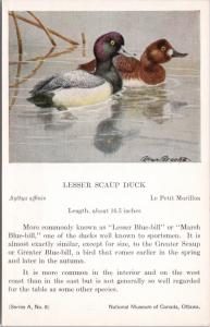 Lesser Scaup Duck Bird National Museum of Canada Allan Brooks Postcard D49