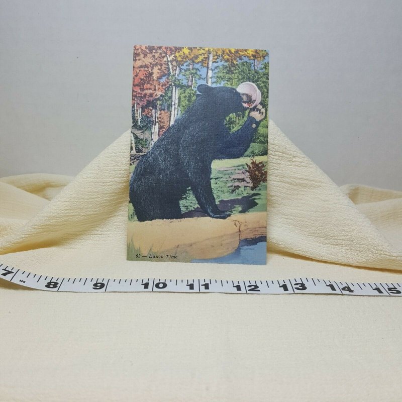 Black Bear Allegany State Park New York Vintage Postcard 