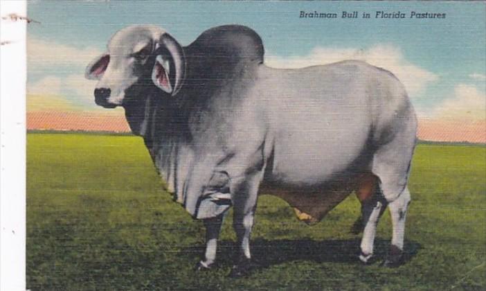 Brahman Bull In Florida 1952 Curteich