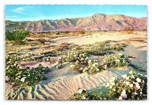 Gardens Of The Desert Postcard Continental Scenic View Card