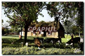 Modern Postcard Farm Normande cows