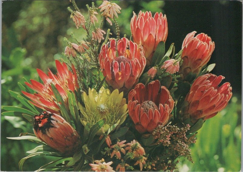 South Africa Postcard - Flowers - Proteas Flower RR10609