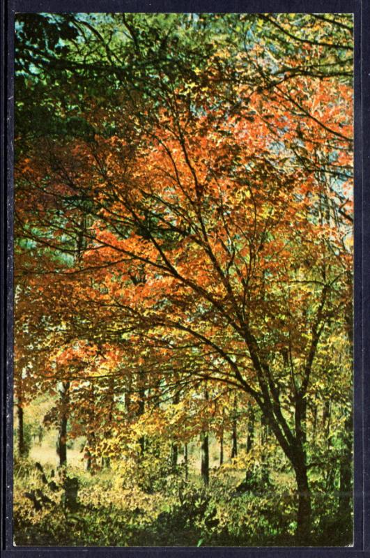 Fall Colors on Iron Mountain,Near Mena,AR BIN