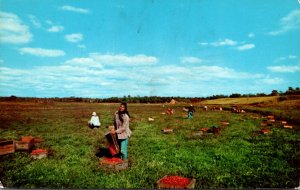 Massachusetts Cape Cod Cranberry Bog At Picking Time 1967