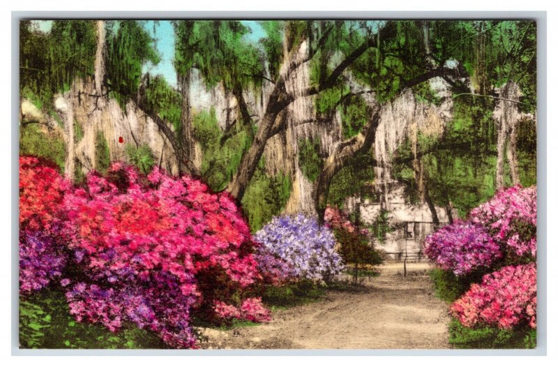 Driveway to the Postern Summerville SC UNP Handcolored Albertype Postcard U21