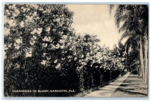 c1950's Oleanders In Bloom Flowers Pathways Trees Sarasota Florida FL Postcard