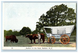 c1910 Buffalo In The Park, Buffalo New York NY Unposted Antique Postcard