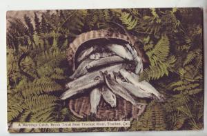 P1119 1910 stamped mornings catch brook trout from tuckee river tuckee calif