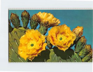 Postcard Prickly Pear Cactus Displays Flowers of Rich Yellow & Orange