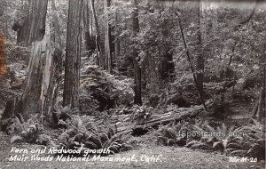 Fern and Redwood Growth - Muir Woods National Monument, CA