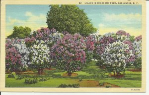 Lilacs In Highland Park, Rochester, N.Y.