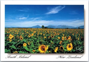 CONTINENTAL SIZE POSTCARD SIGHTS SCENES & CULTURE OF NEW ZEALAND 1970s-1990s b43