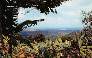 Tropical Rain Forest El Yunque Puerto Rico Postcard