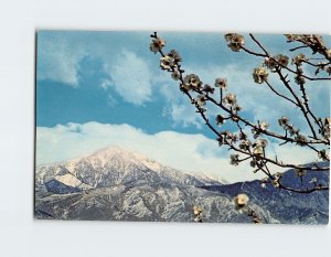 Postcard Springtime In Southern California USA