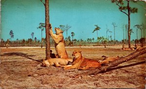 Lions At Lion Country Safari West Palm Beach Florida 1969