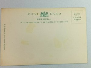 Vintage Postcard The Bermuda Angel Fish Blue