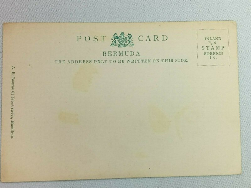 Vintage Postcard The Bermuda Angel Fish Blue