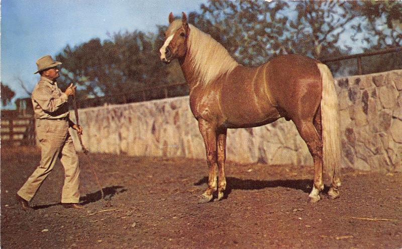 Man Training(?) Palamino Horse~1950s Postcard