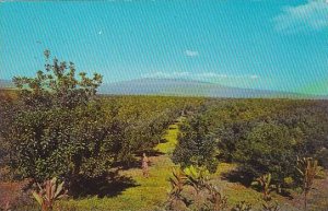 Hawaii Island Of Hawaii  Keaau Orchard On The Island Hawaii