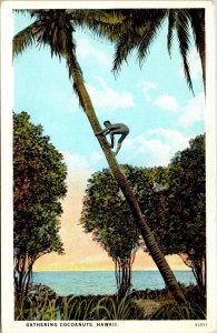 Hawaii Gathering Coconuts Palm Trees Scenic Tropical Ocean WB Postcard 