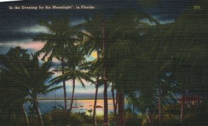 Vintage Postcard Evening By The Moonlight Striking Scene Thru Palms Florida FL