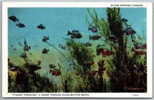 Vtg Silver Springs Florida FL Fish Paradise View from Glass Bottom Boat Postcard