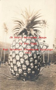 Exaggeration, RPPC, Man Climbing a Pineapple in Hawaii, Photo