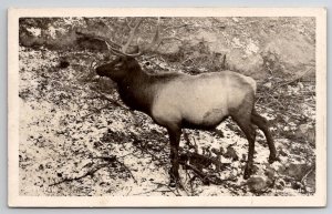 RPPC Elk At Belton MT Montana Real Photo Postcard U27