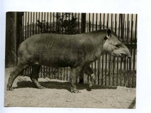 199580 ZOO Tapir old postcard