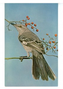 Birds - Mockingbird