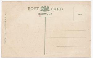 Bermuda; The Royal Poncianna Tree In Bloom PPC By AE Bourne, Unused, c 1910's 