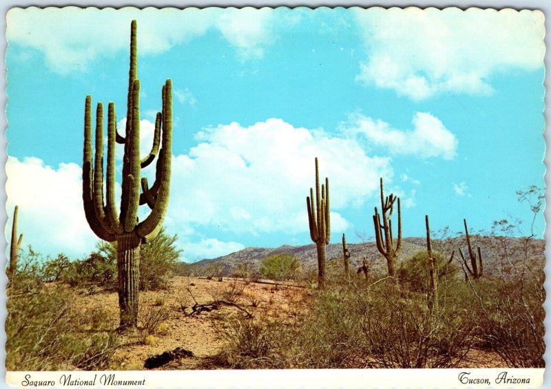 c1970s Tucson, AZ Saguaro National Monument Park Desert Cactus Flower 4x6 PC M10