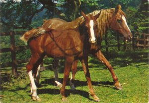 Two horses in the field Nice modern  Italian photo postcard