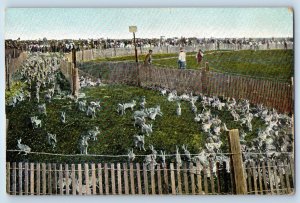 c1910's Old Time Rabbit Drive Fresno County California CA Antique Postcard
