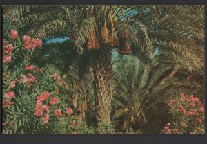 Florida INDIO-PALM SPRINGS area Date bearing Palm Trees and Oleanders ~ Chrome