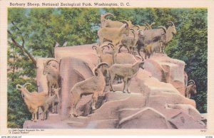 WASHINGTON D.C. , 1930-40s ; Zoo animal ; Barbary Sheep