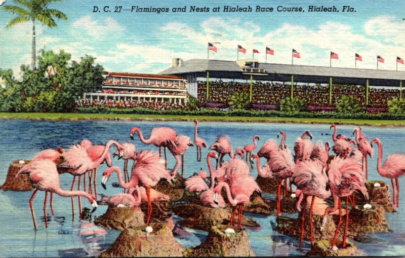 Florida Hialeah Race Course Flamingos and Nests 1950 Curteich