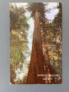 Founders Tree Redwood Highway CA Chrome Postcard A1163085928