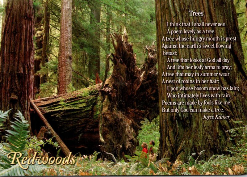 California Redwoods Virgin Redwood Forest & Poem Trees By Joyce Kilmer