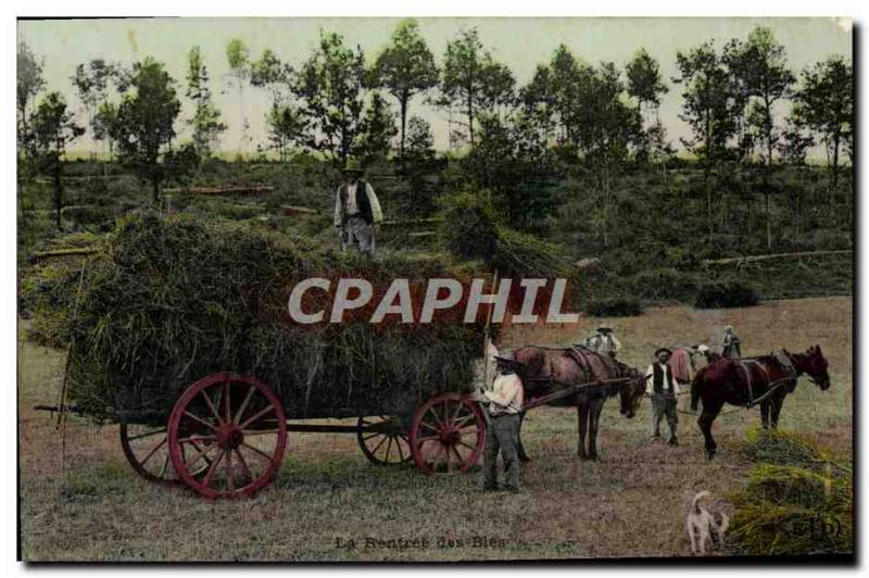 Old Postcard Folklore The re-entry of ble Hitch Horses