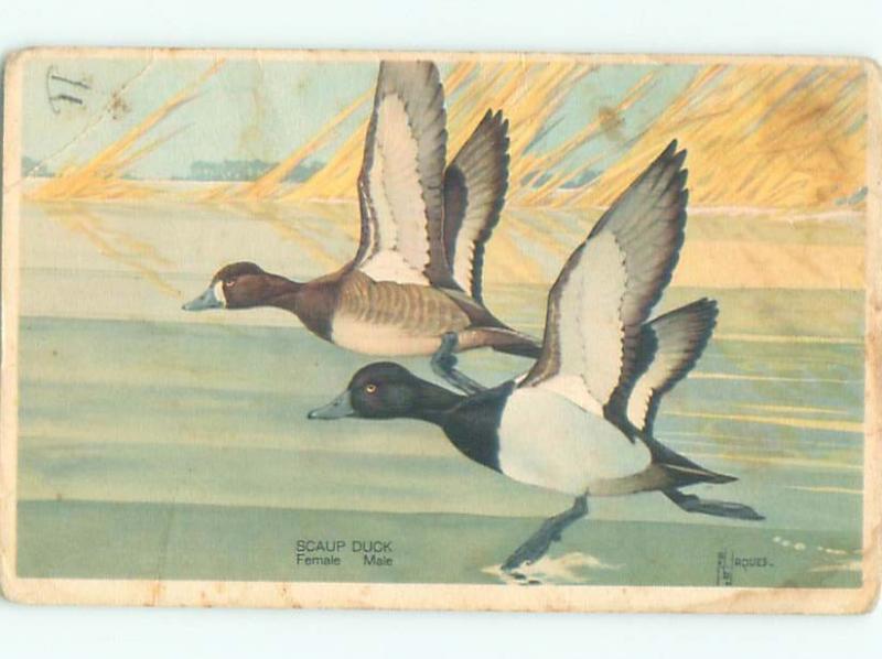 Pre-1980 signed SCAUP DUCK BIRD AC7099