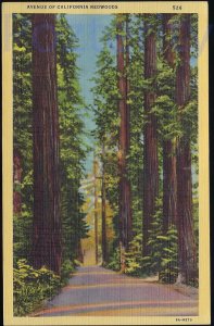 AVENUE OF CALIFORNIA REDWOODS (526) CALIFORNIA