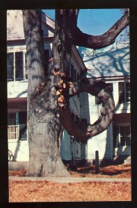 Fryeburg, Maine/ME Postcard, The Famous Doughnut Tree