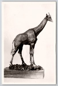 Wax Giraffe by A.L. Barye at Louvre Museum RPPC Postcard L49