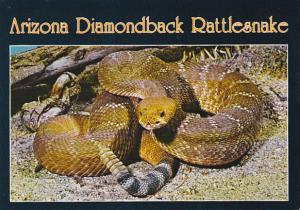 Arizona Diamondback Rattlesnake