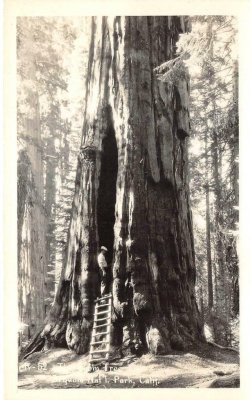 RPPC The Room Tree, Sequoia National Park, California c1940s Vintage Postcard