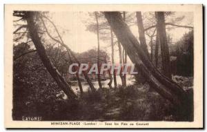 Mimizan - Under the Pines Current - Old Postcard