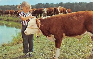 Proud 4-H LITTLE GIRL Raised Her Own WHITE FACE CALF Ranching~Cattle Postcard