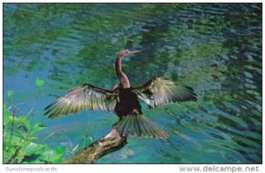 BIrds Anhinga In The Everglades National Park Florida