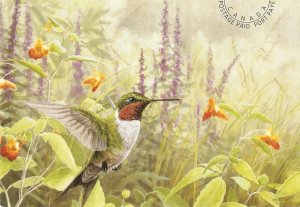 Ruby-throated Humming bird colibri  Canadian postage paid postcard. Size17 x 1